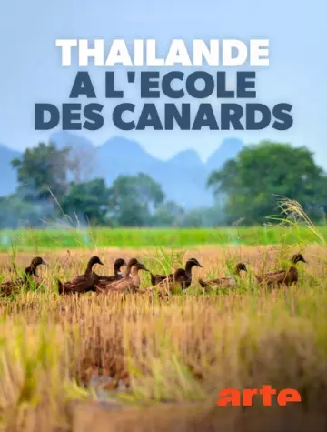 THAÏLANDE, À L'ÉCOLE DES CANARDS